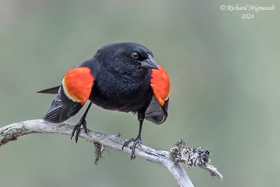 Carouge à épaulettes - Red-winged Blackbird m24