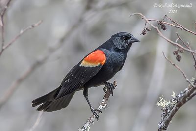 Carouge à épaulettes - Red-winged Blackbird m24