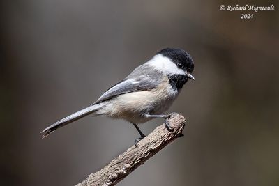Mésange à tête noire - Black-capped Chickadee m24