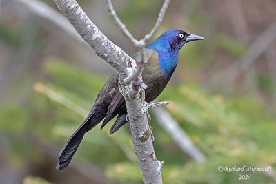 Quiscale bronzé - Common Grackle m24