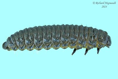 Aquatic Leaf Beetle larva m24 1