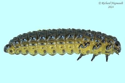 Aquatic Leaf Beetle larva m24 2