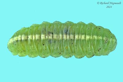Clover Leaf Weevil larva m24 1