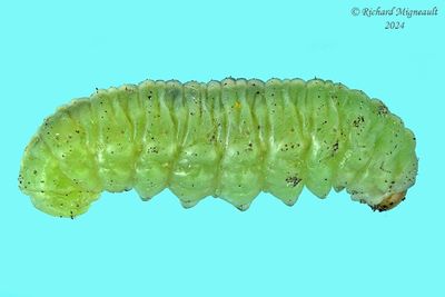 Clover Leaf Weevil larva m24 2