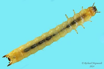 Dead Log Beetle - Pytho niger larva m24 1