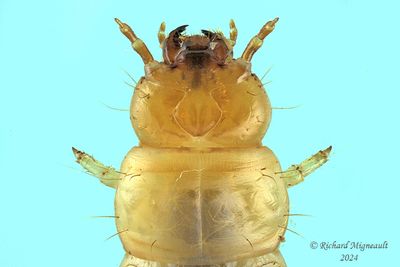 Dead Log Beetle - Pytho niger larva m24 2