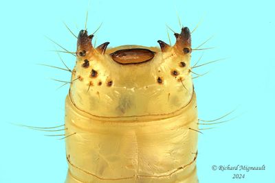 Dead Log Beetle - Pytho niger larva m24 3