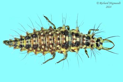 Lacewing larva - Chrysopa oculata m24 1