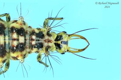 Lacewing larva - Chrysopa oculata m24 2