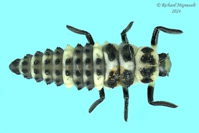 Lady Beetle - Coccinella trifasciata - Threebanded Lady Beetle larva m24