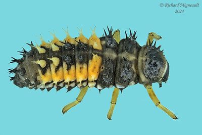 Lady Beetle - Harmonia axyridis - Multicolored Asian Lady Beetle, larva m24