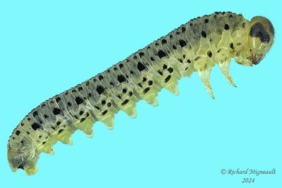 Red-headed Pine Sawfly m24