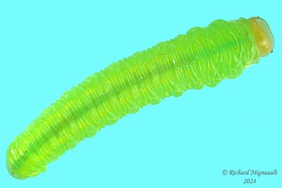 Sawfly larva m24 6.2