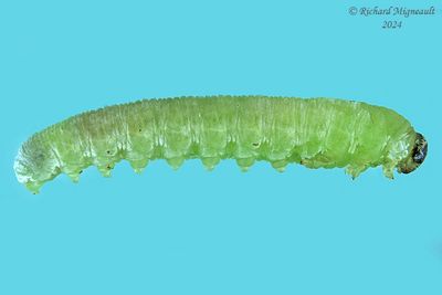 Sawfly larva m24 23.1