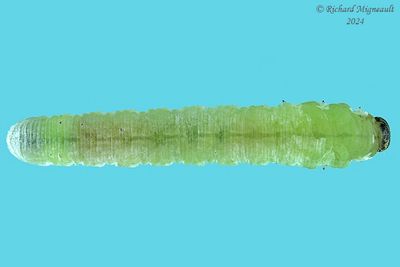 Sawfly larva m24 23.2