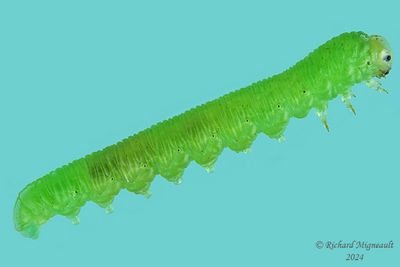 Sawfly larva m24 24.2