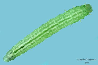 Sawfly larva m24 25.1