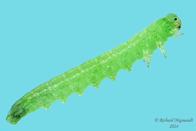 Sawfly larva m24 25.2