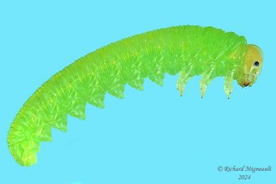 Sawfly larva m24 26.1