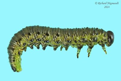 Sawfly larva m24 27