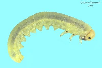 Sawfly larva m24 28.1