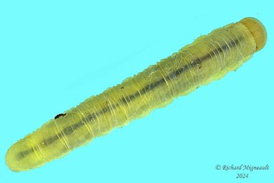 Sawfly larva m24 28.2