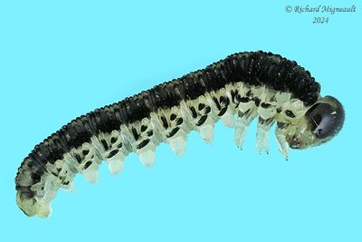 sawfly larva m24 29.1