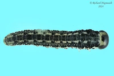 sawfly larva m24 29.2