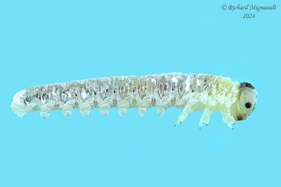 Sawfly larva m24 30
