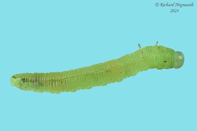 Sawfly larva m24 31.1