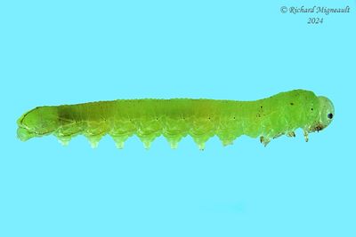 Sawfly larva m24 31.2