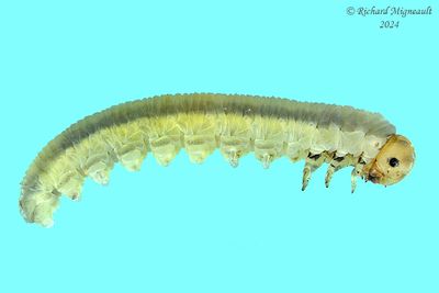 Sawfly larva m24 32.1