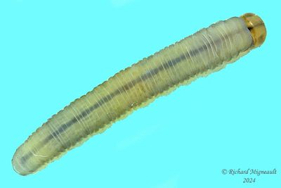 Sawfly larva m24 32.2