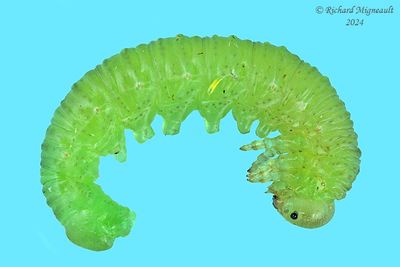 Sawfly larva m24 33