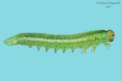 Sawfly larva m24 34.1