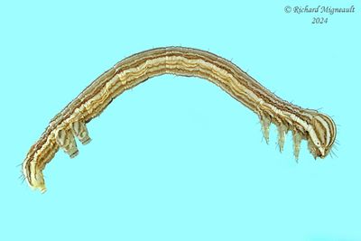 Noctuidae larva m24 1.1