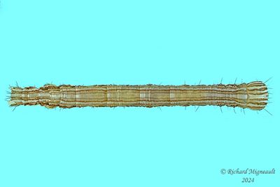 Noctuidae larva m24 1.2