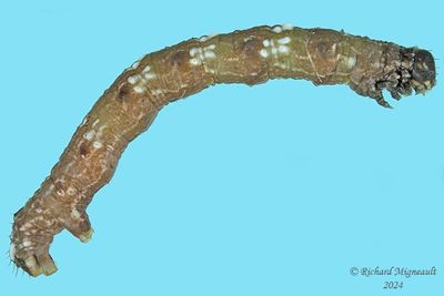 Noctuidae larva m24 2.1