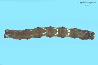Noctuidae larva m24 2.2