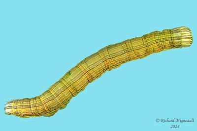 Noctuidae larva m24 3.2