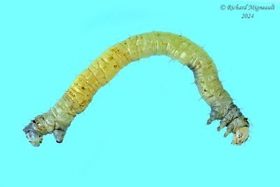 Geometridae larva m24 1