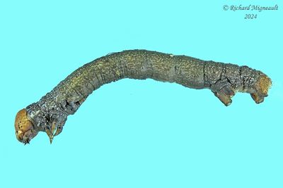 Geometridae larva m24 2