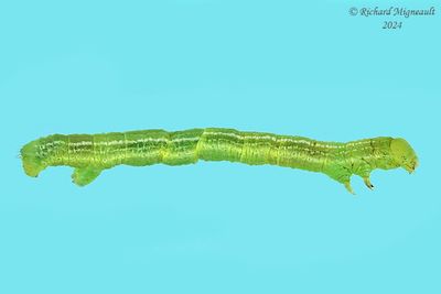 Geometridae larva m24 3.1