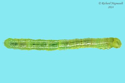 Geometridae larva m24 3.2