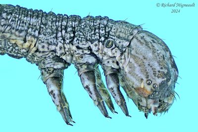 Geometridae larva m24 4.2