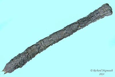 Geometridae larva m24 4.3