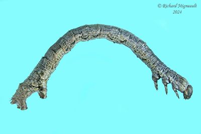 Geometridae larva m24 5
