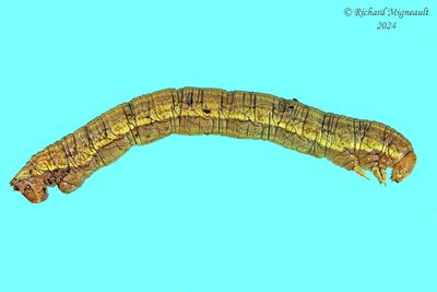 Geometridae larva m24 6.1