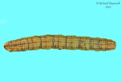 Geometridae larva m24 6.2