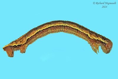 Geometridae larva m24 7.1
